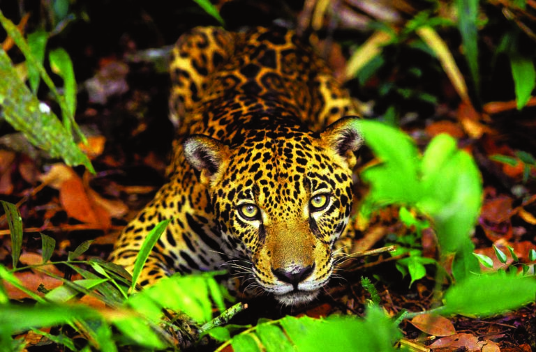 Três Ministros responsáveis pela região amazônica