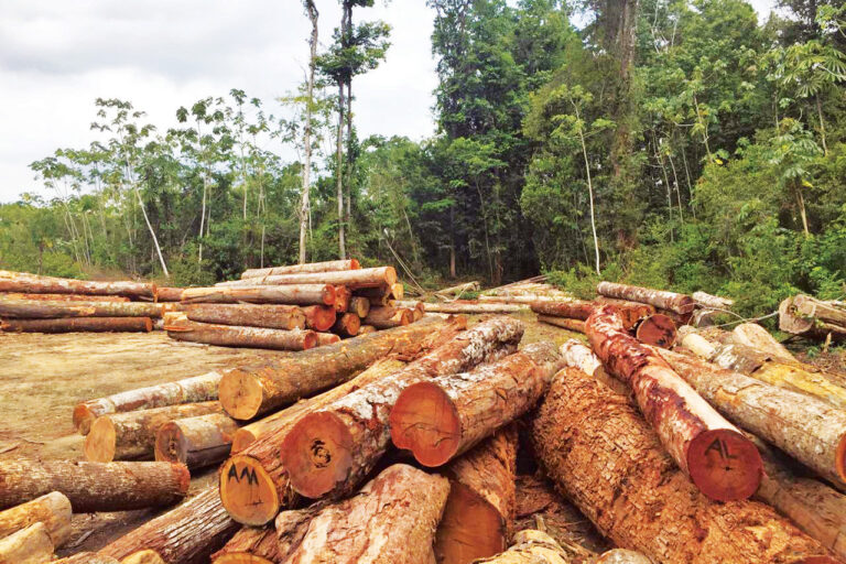 Flexibilização de licenciamento ambiental é a legalização da boiada