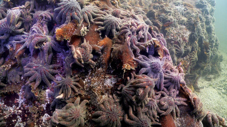 Uma praga submarina está destruindo uma das principais espécies oceânicas