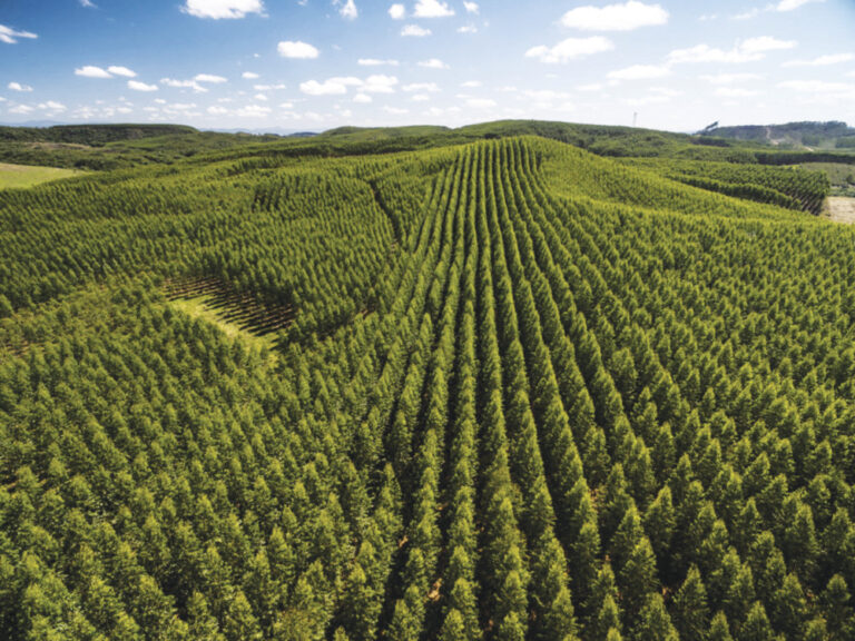 Por que as promessas verdes não criarão as florestas naturais que precisamos