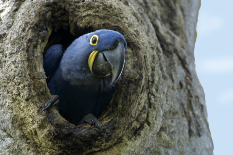 Dia Internacional da Diversidade Biológica 2019