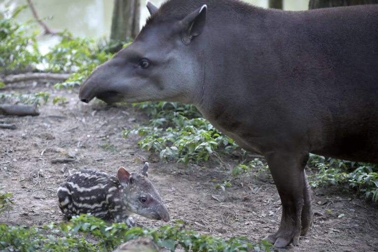 Anta: a jardineira da floresta
