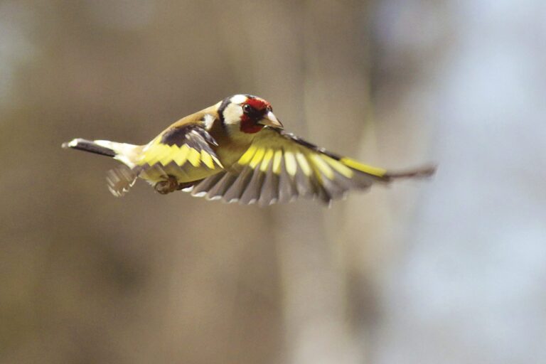 Um milhão de espécies estão em risco de extinção
