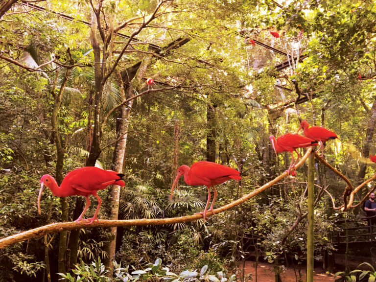 O destino da Mata Atlântica
