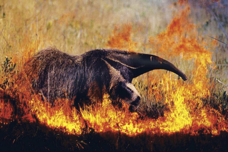 Limite máximo de temperatura do Acordo de Paris é atingido na Amazônia e superado no Pantanal 