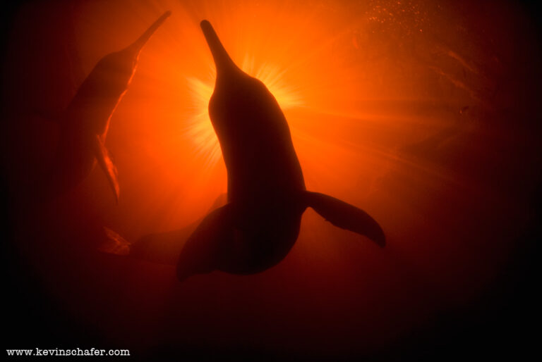 A política ambiental coloca a fauna silvestre em risco