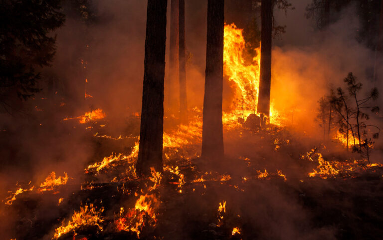 Queimadas ameaçam espécies em risco na Amazônia