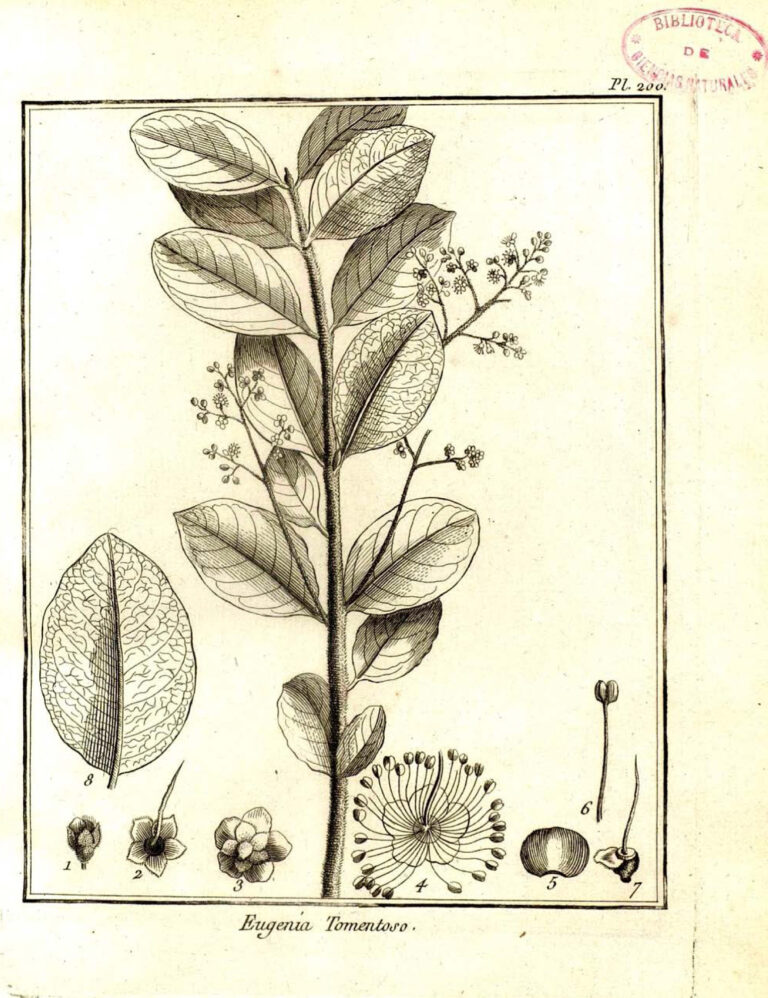 Frei Veloso – O naturalista pioneiro que saiu na defesa das florestas