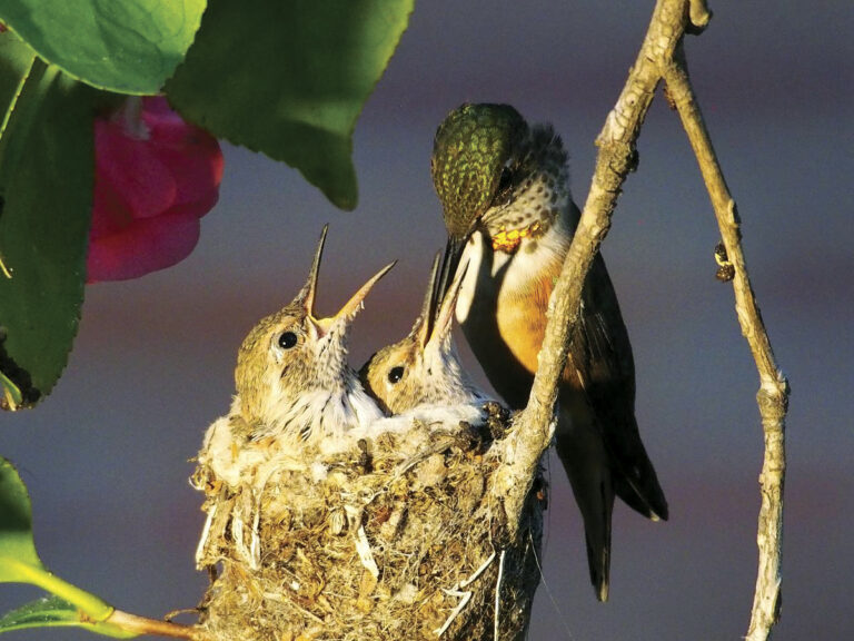 Extinção de aves causa desequilíbrio socioambiental