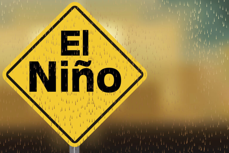 El Niño altera diversidade de micro-organismos nas folhas de plantas amazônicas