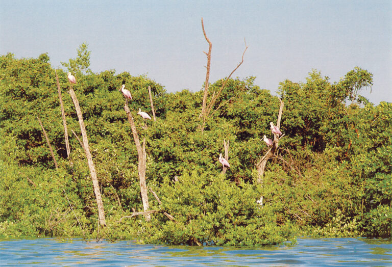 Dia Internacional para a Conservação do Ecossistema dos Manguezais: Por que e como precisamos salvar os mangues