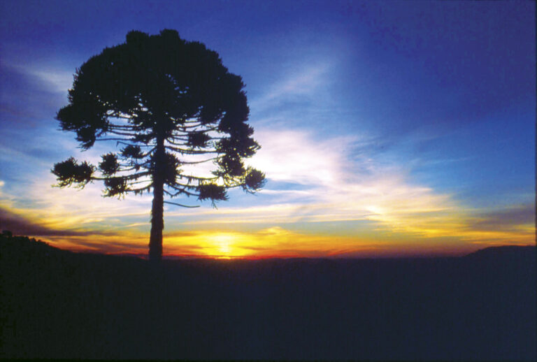 Sem conservação, as araucárias perigam ser extintas em 2070