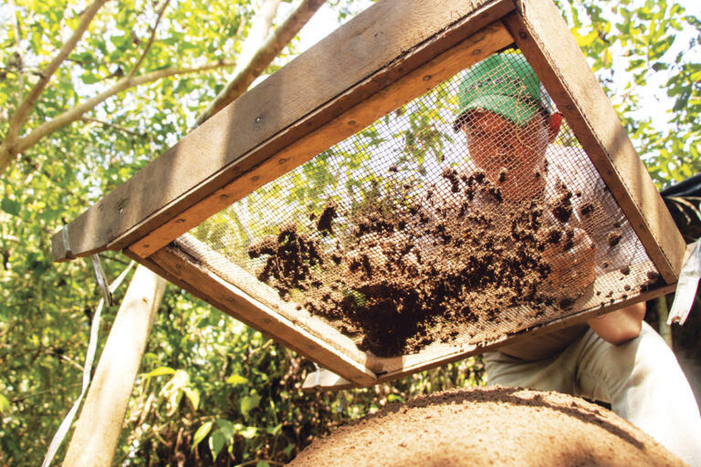 Pesquisadores estudam influência humana na paisagem da Floresta