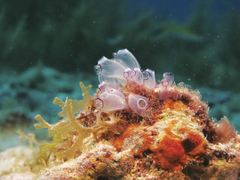 Rumo à resiliência e à redução de riscos para os recifes de coral na América Central