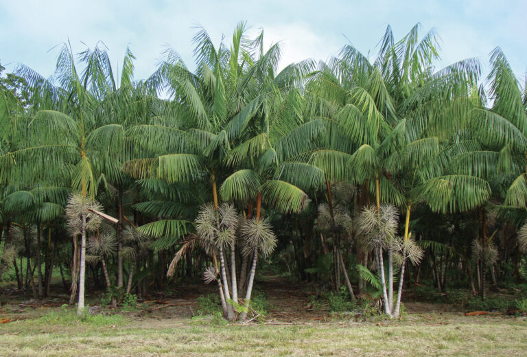Serviços ambientais: fogo atenuado?