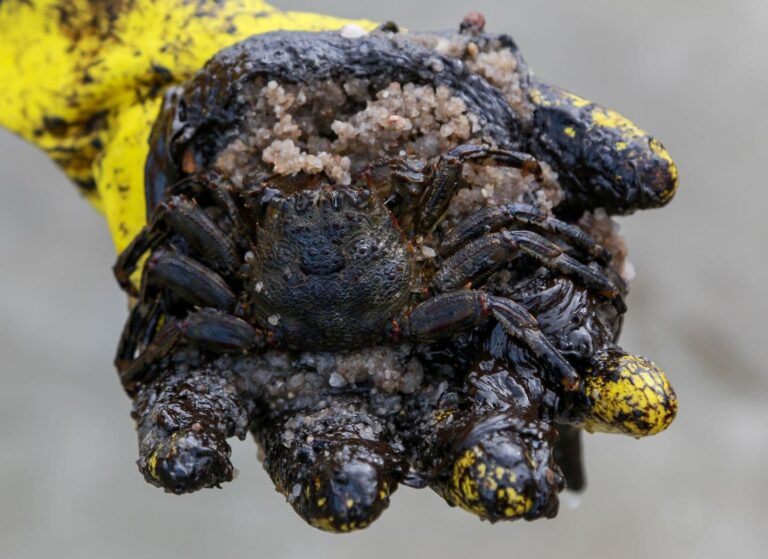 Retrospectiva de 2019 e perspectivas para 2020 na área ambiental