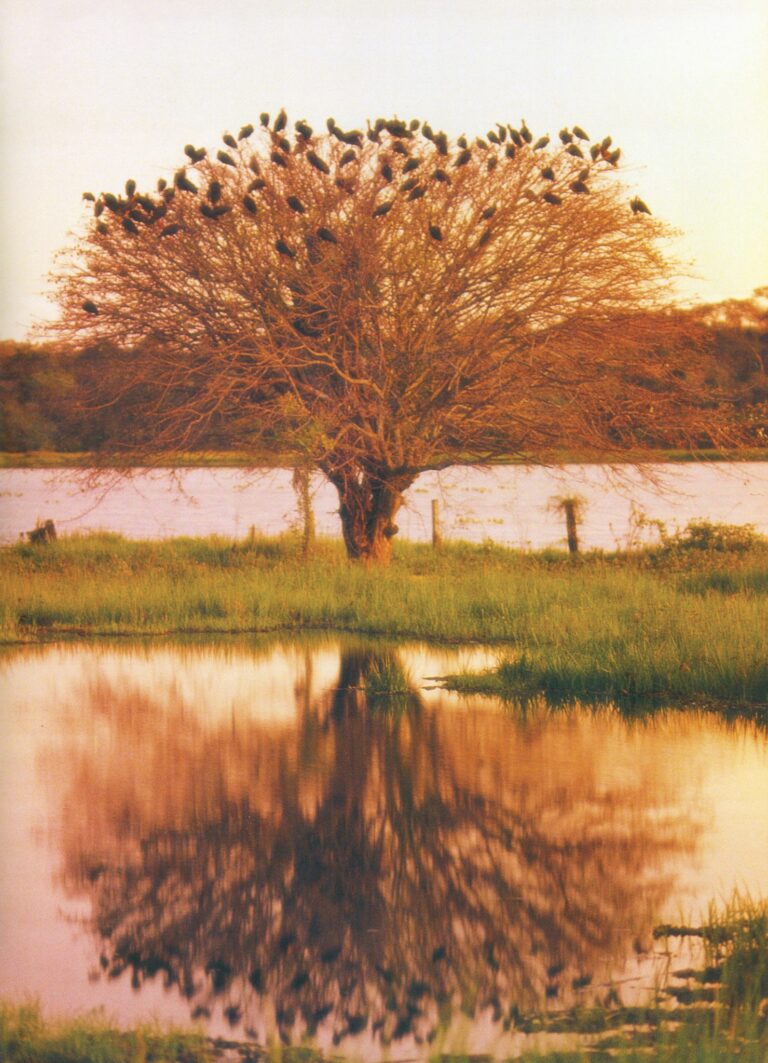 Carta alerta para a tragédia das queimadas no Pantanal