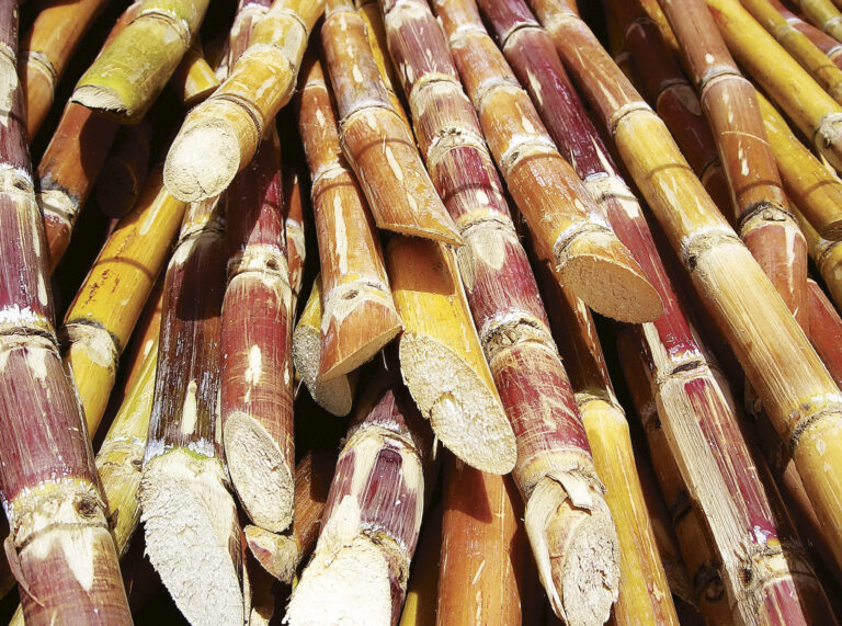 Liberação da cana na Amazônia é desnecessária e perigosa