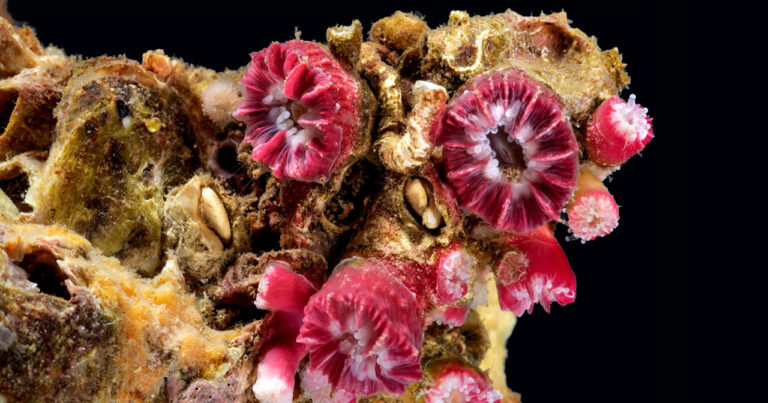 Cientistas descobrem nova espécie de coral em Alcatrazes