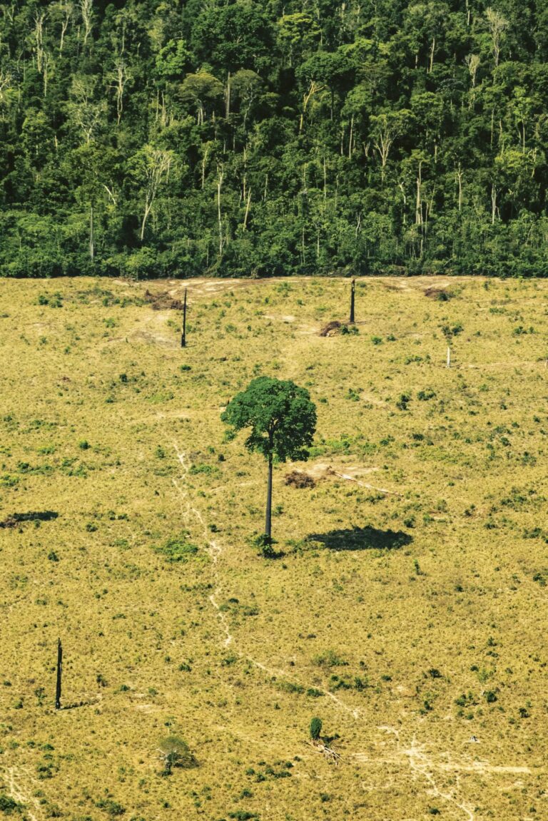 Alta no desmatamento coroa desmonte ambiental de Bolsonaro e Salles