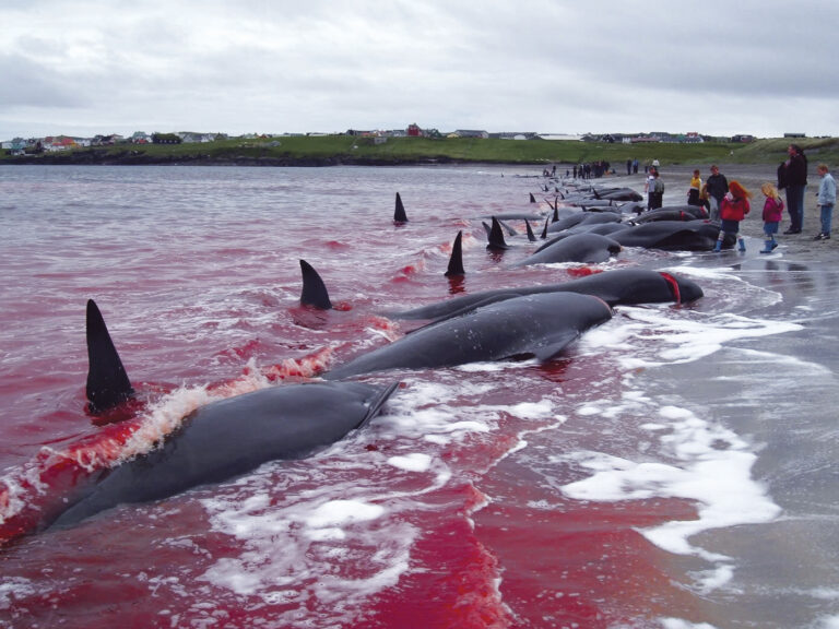 2020: um “super ano” para os oceanos?