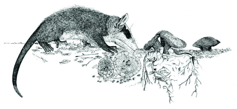 Câmeras noturnas flagram polinização inédita, por gambás