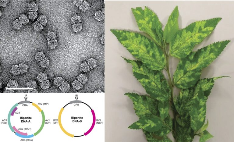 Inventário reúne informações sobre mais de 200 vírus que infectam plantas no Brasil