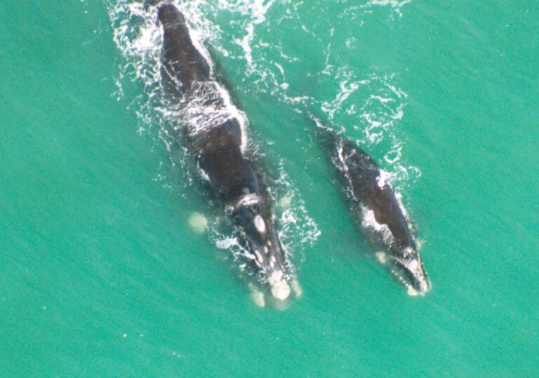 Oceanos são pulmões do planeta e maior meio de absorção de carbono