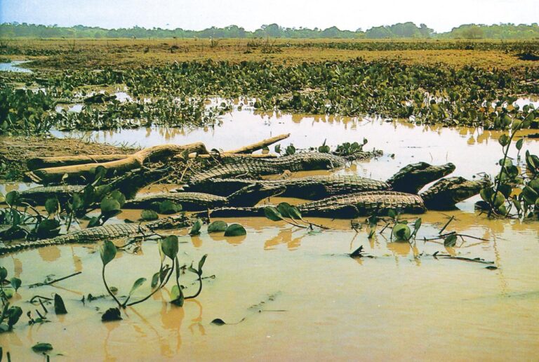 Preservação da biodiversidade pode contribuir para evitar proliferação de vírus e novas epidemias