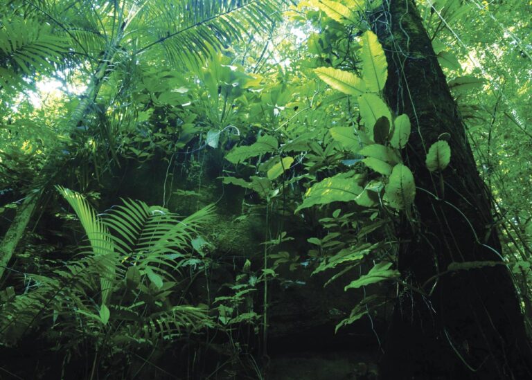 Lei da Mata Atlântica ou Lei nº 12.651/2012?