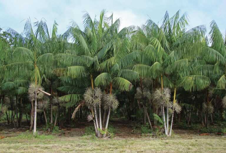 Sustentabilidade do Caroço de Açaí
