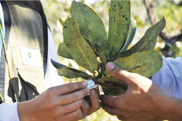 Câmara aprova Protocolo de Nagoya sobre recursos da biodiversidade