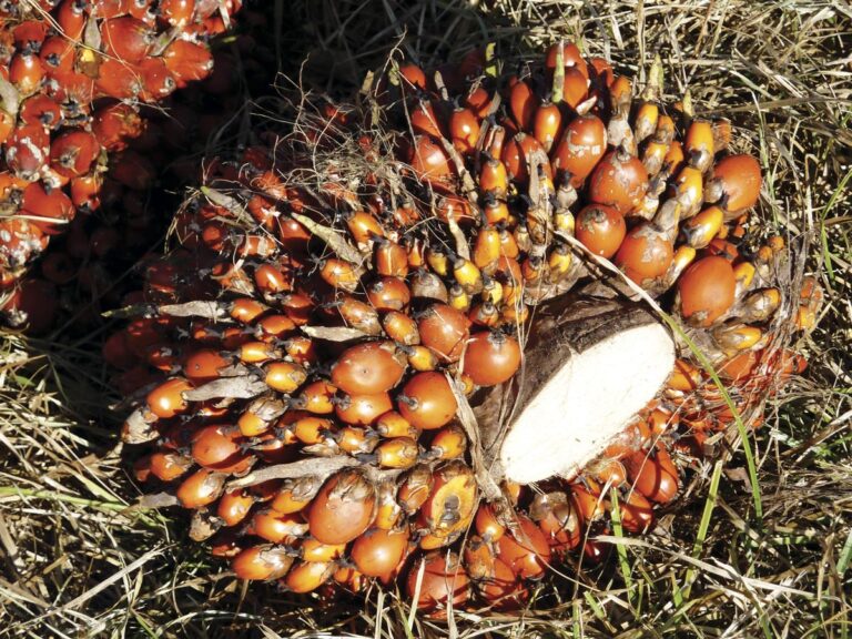 Ratificação do Protocolo de Nagoya é vital para bioeconomia no Brasil