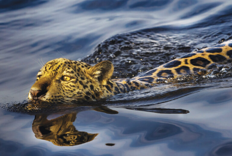 Um lugar para a natureza no Fórum Político de Alto Nível