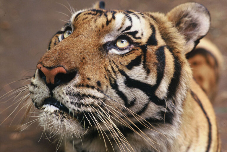 Tigres de Bengala podem não sobreviver às mudanças climáticas, segundo relatório da ONU