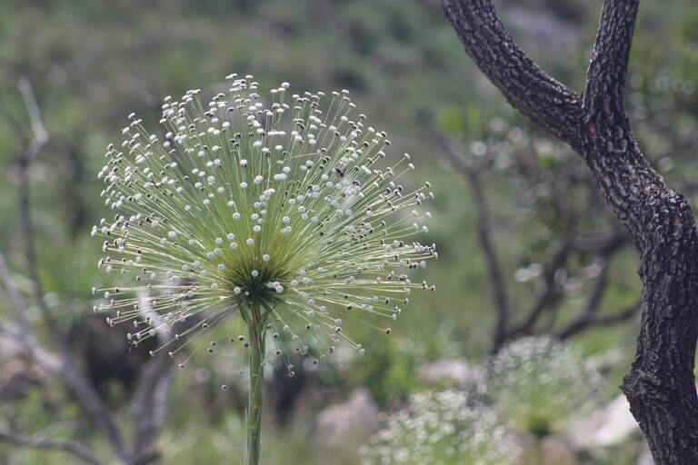 A importância das pequenas plantas do Cerrado