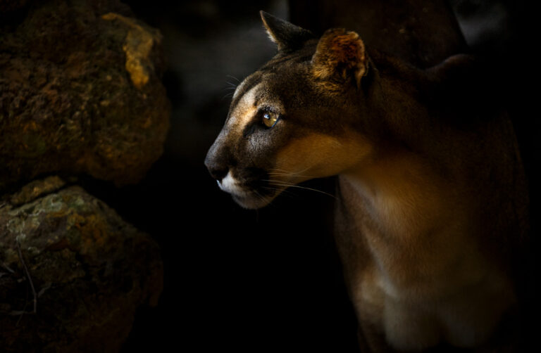 “Documenta Pantanal” leva fotografia de Araquém Alcântara, João Farkas e Luciano Candisani ao Festival Internacional de Arte de SP