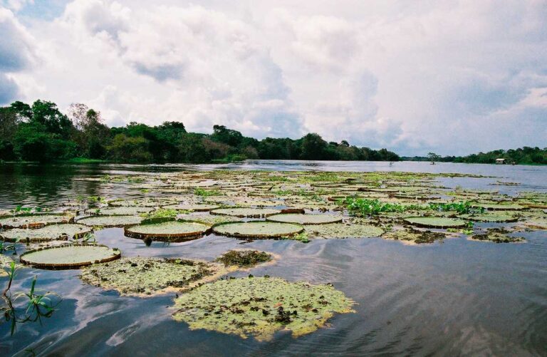 Combate ao desmatamento ilegal na Amazônia é prioridade para brasileiros, mostra pesquisa