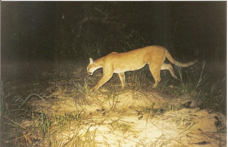 Parques e reservas são essenciais para conservação da fauna ameaçada de extinção no Cerrado