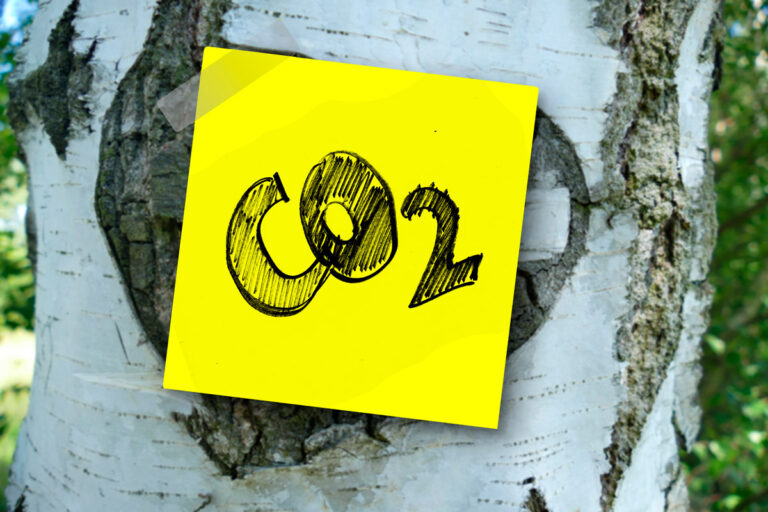 Árvores como moeda no mercado de carbono