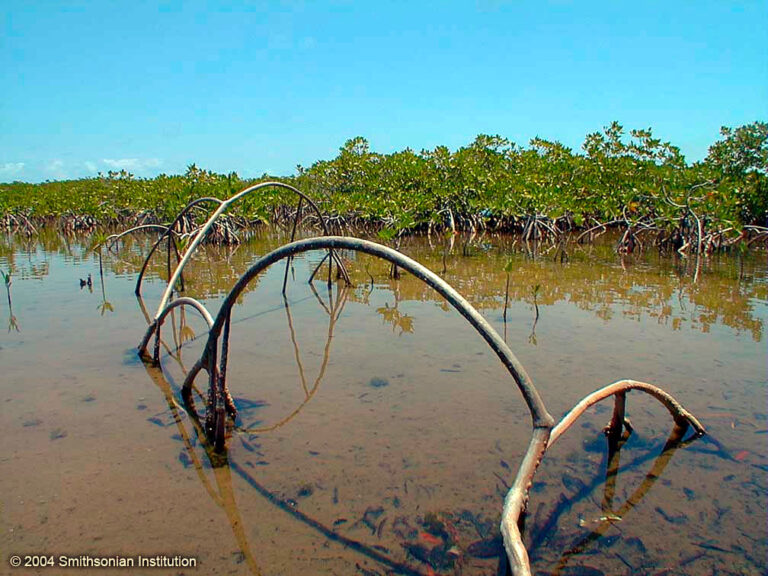 Conama não pode ser instrumento de retrocesso ambiental