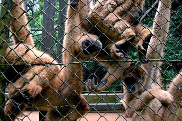 Década da Biodiversidade termina sem nenhuma meta cumprida