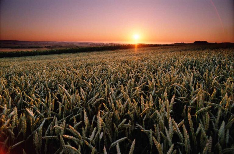 Argentina aprovou trigo transgênico resistente à seca