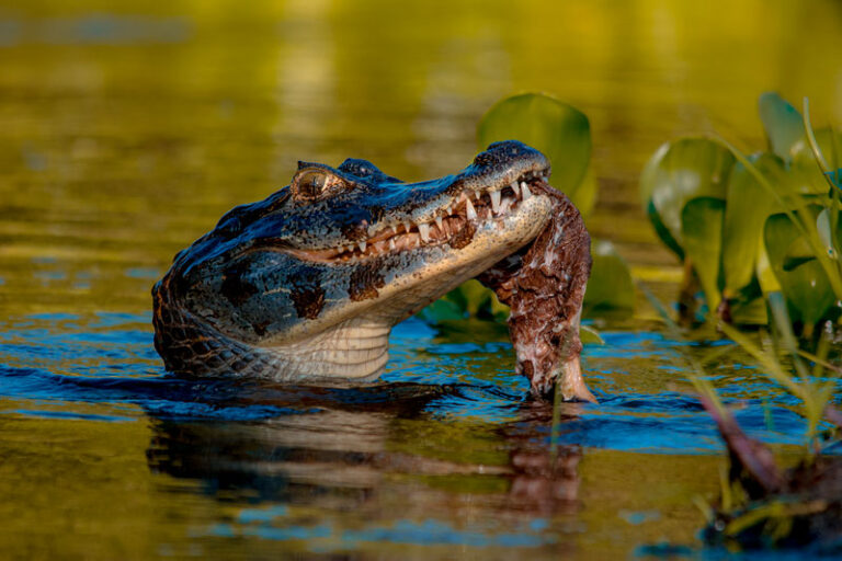 Salles afirma que apenas 6% do Pantanal é de competência federal