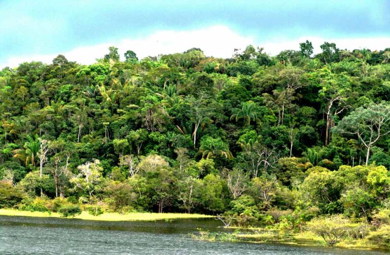 A AMAZÔNIA NÃO É SÓ DO E PARA O BRASIL
