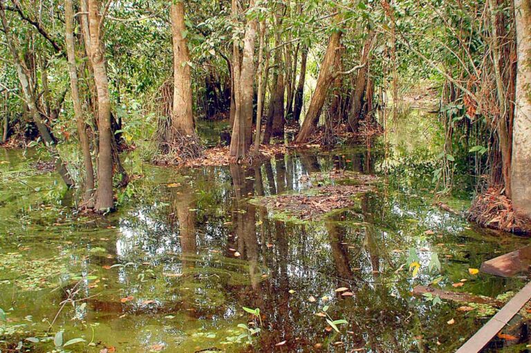 Árvores amazônicas estão vivendo menos, diz estudo