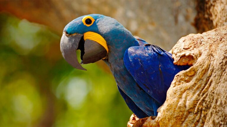 Arara-azul-de-lear
