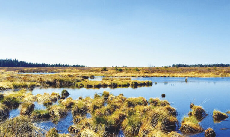 Água, pantanais e vida são inseparáveis