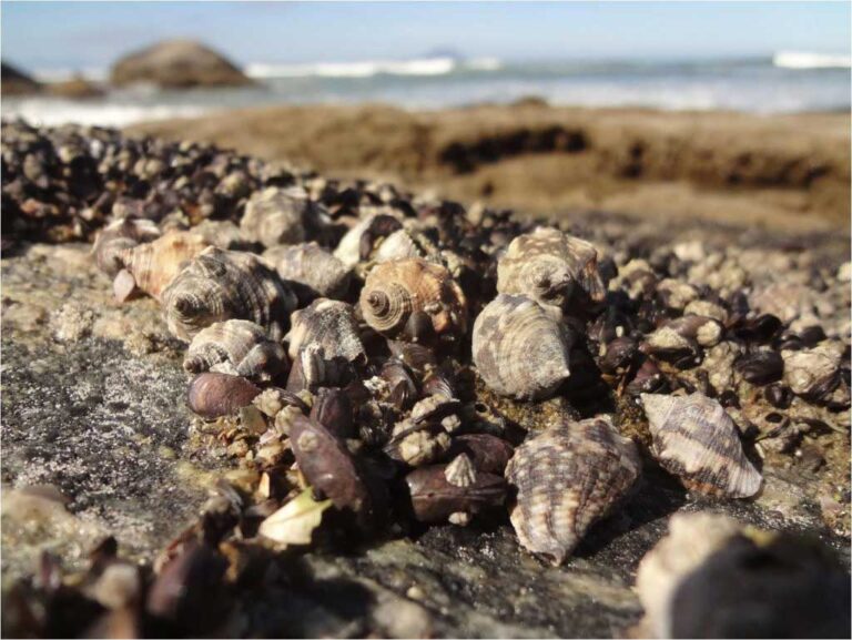 Produto químico ameaça áreas marinhas protegidas