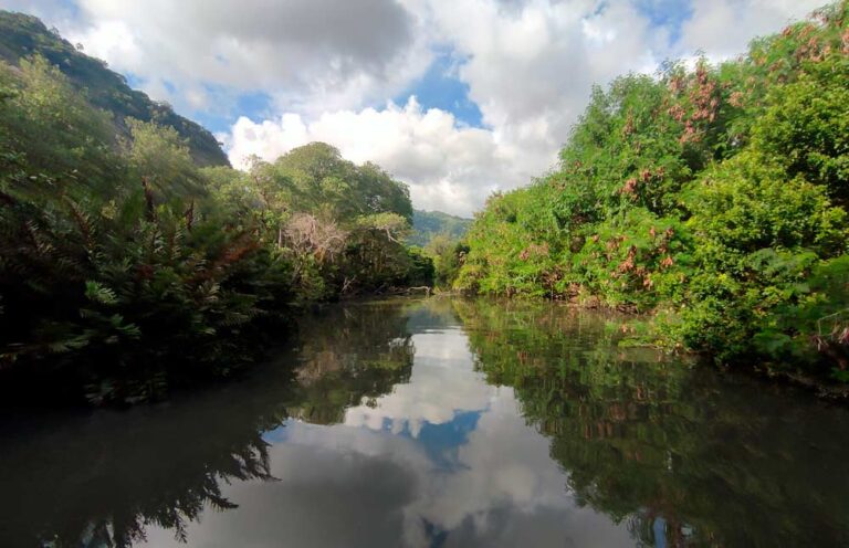 O investimento global na regeneração de manguezais pode retornar US$ 11,8 bilhões até 2040, diz novo Relatório